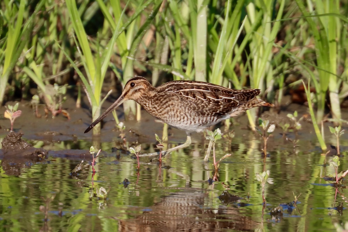 Wilson's Snipe - ML622844952