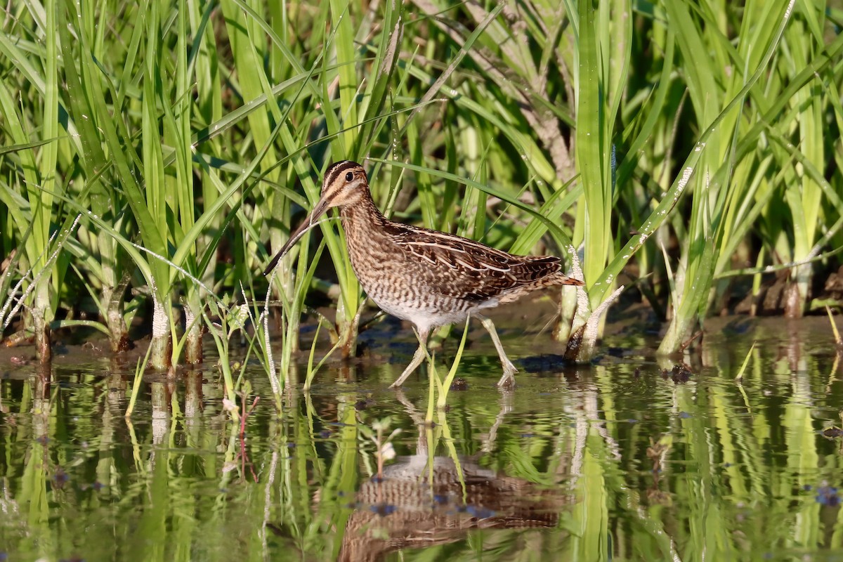 Wilson's Snipe - ML622844953