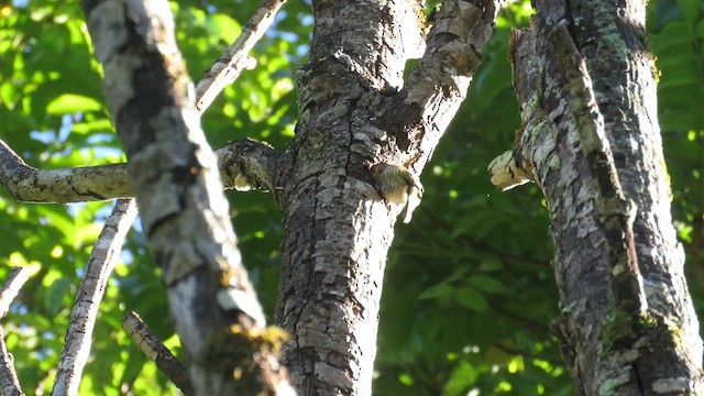 Golden-spangled Piculet (Pernambuco) - ML622844954