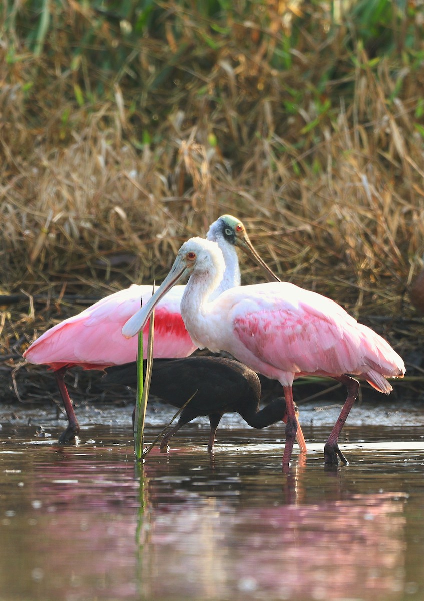 Roseate Spoonbill - ML622845047