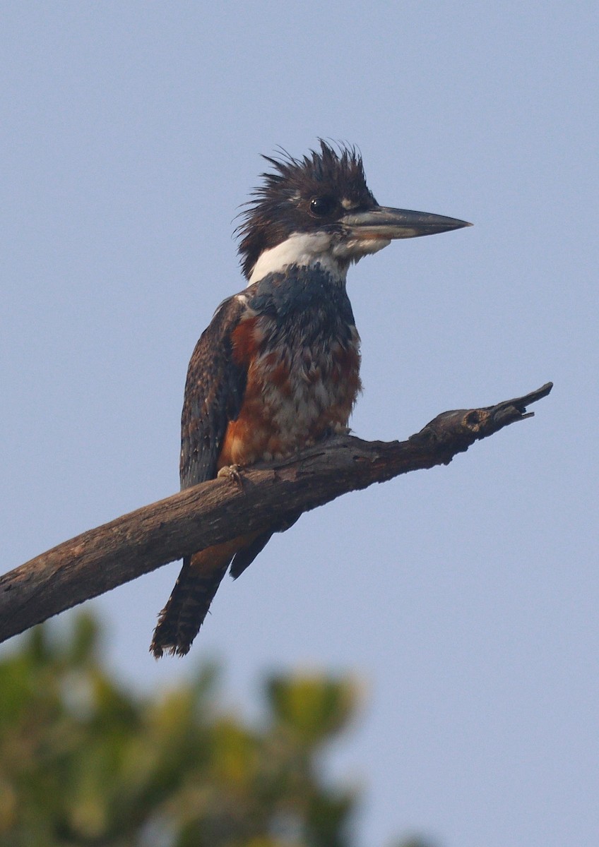 Ringed Kingfisher - ML622845057