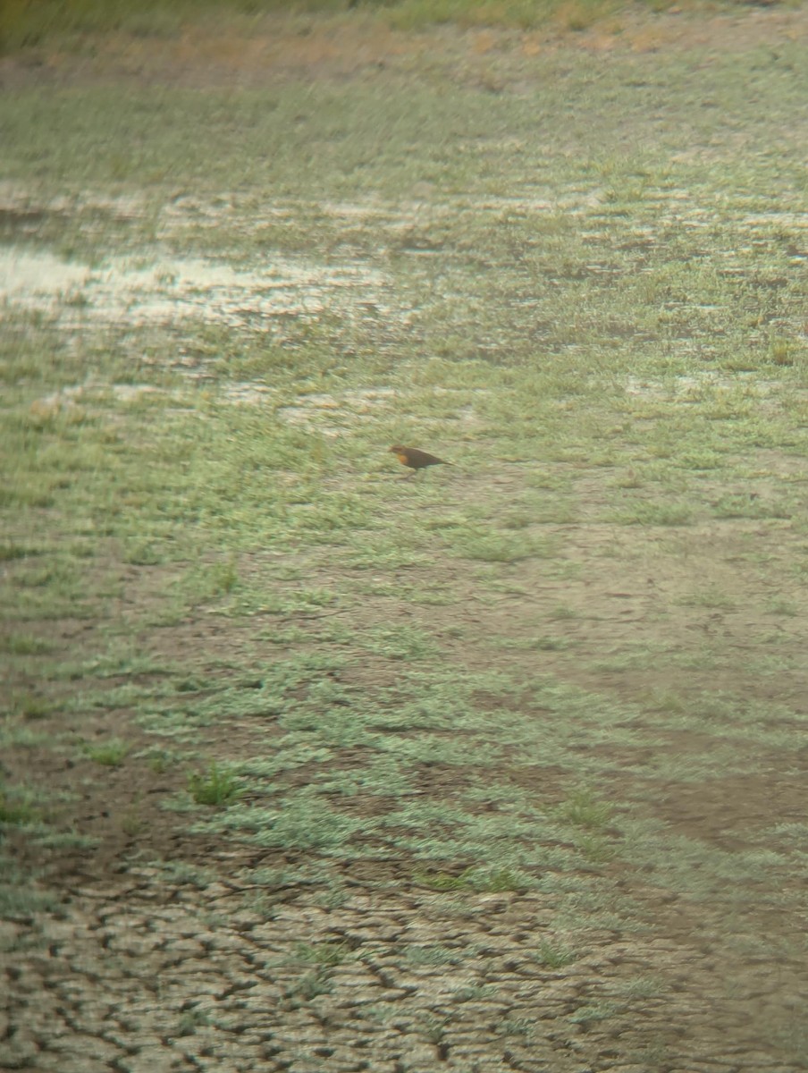 Yellow-headed Blackbird - ML622845063