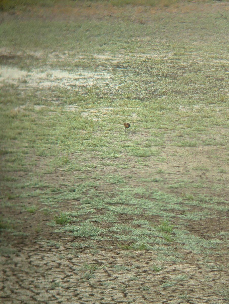 Yellow-headed Blackbird - ML622845064