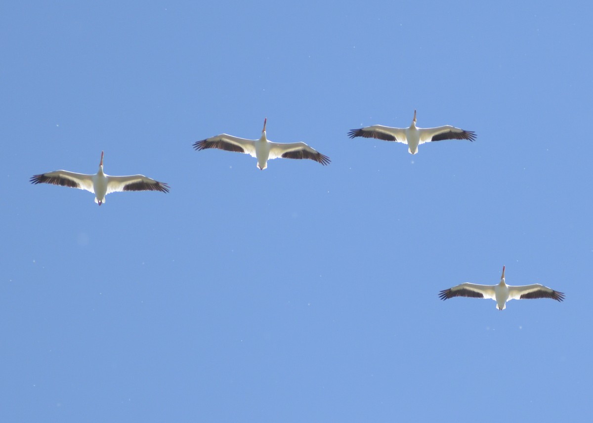 American White Pelican - ML622845086