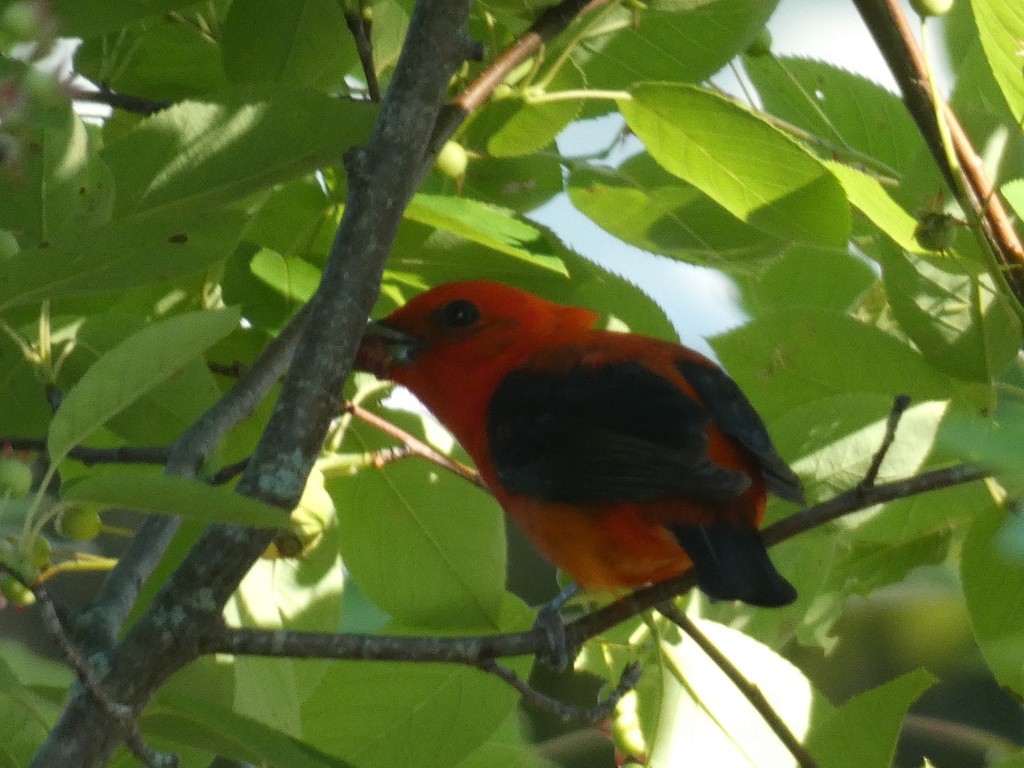 Scarlet Tanager - ML622845093
