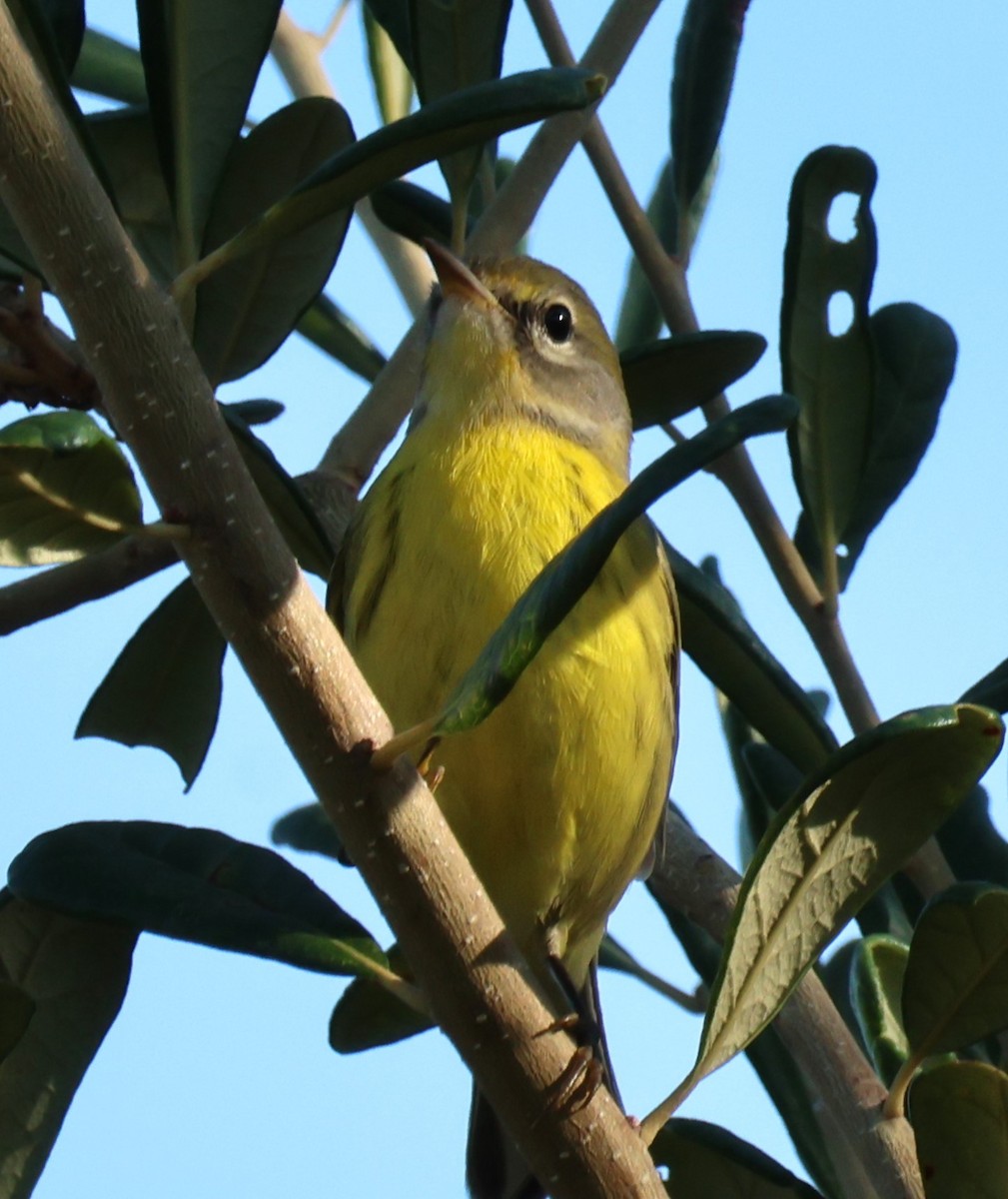 Prairie Warbler - ML622845134