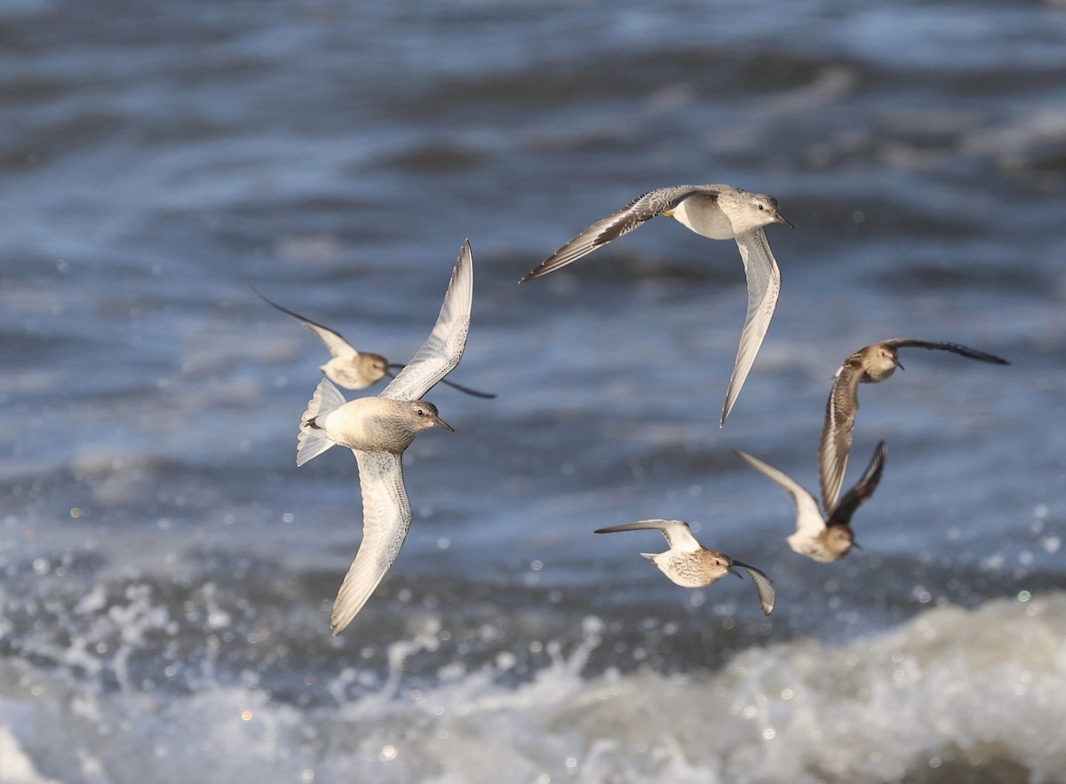 Red Knot - Will Scott