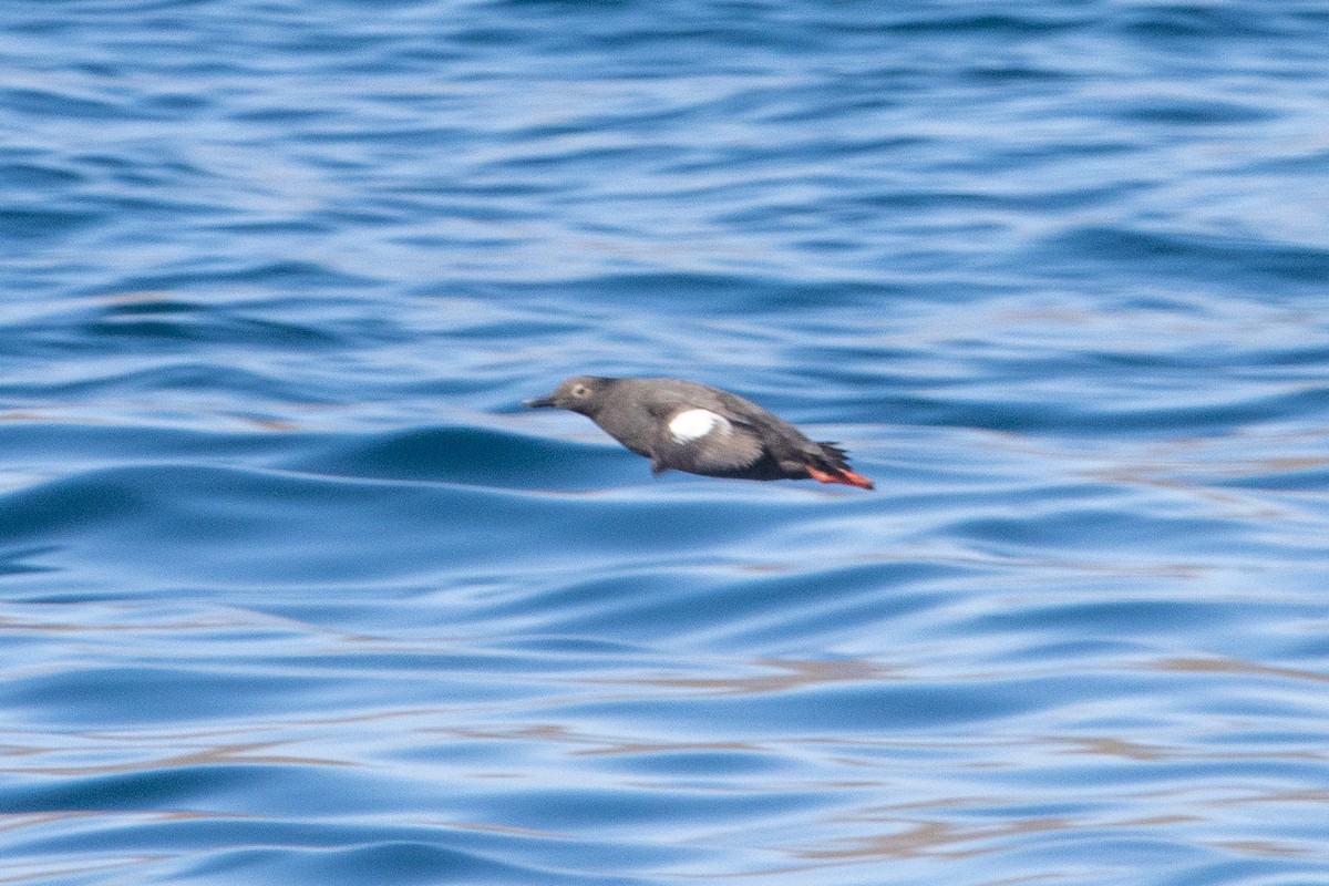 Pigeon Guillemot - ML622845284