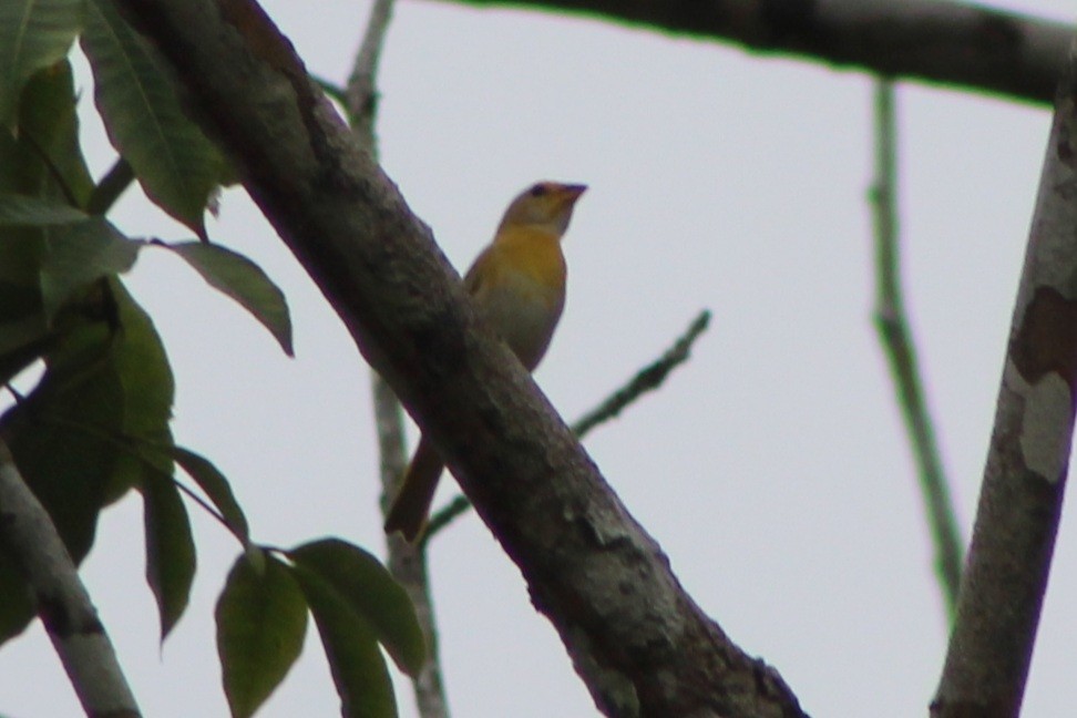 Saffron Finch (Saffron) - ML622845323