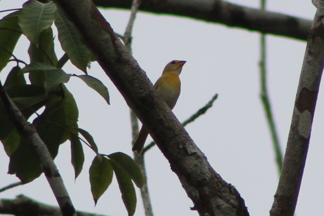 Saffron Finch (Saffron) - ML622845324