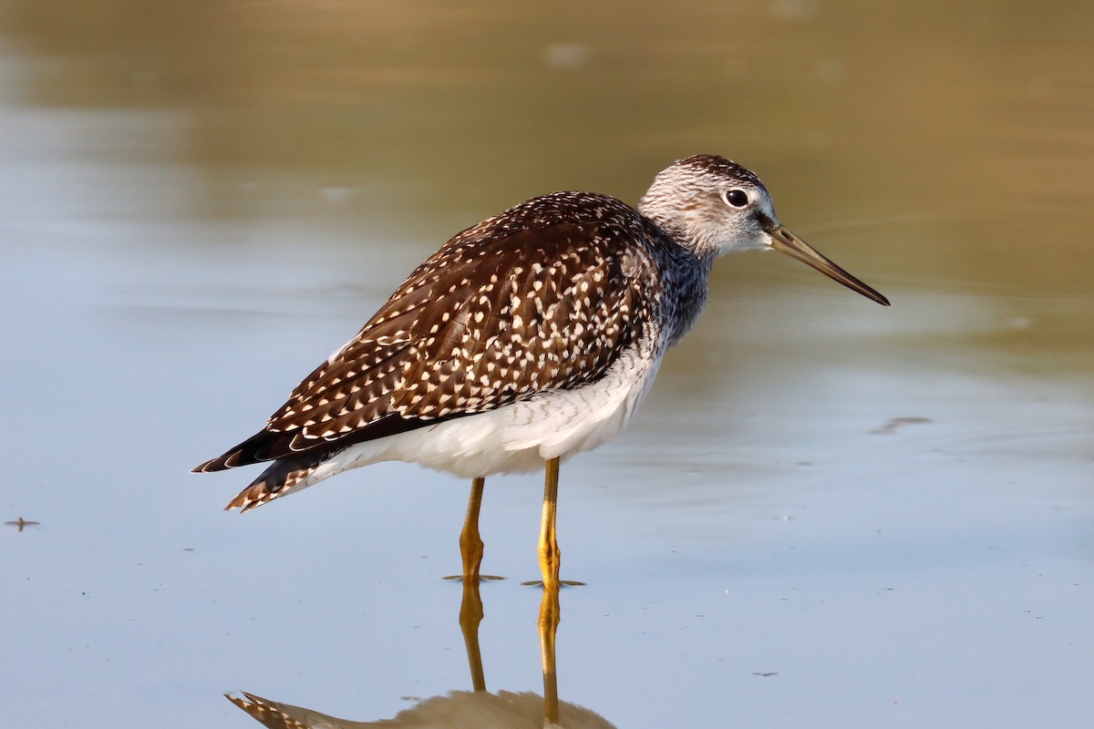 Greater Yellowlegs - ML622845363