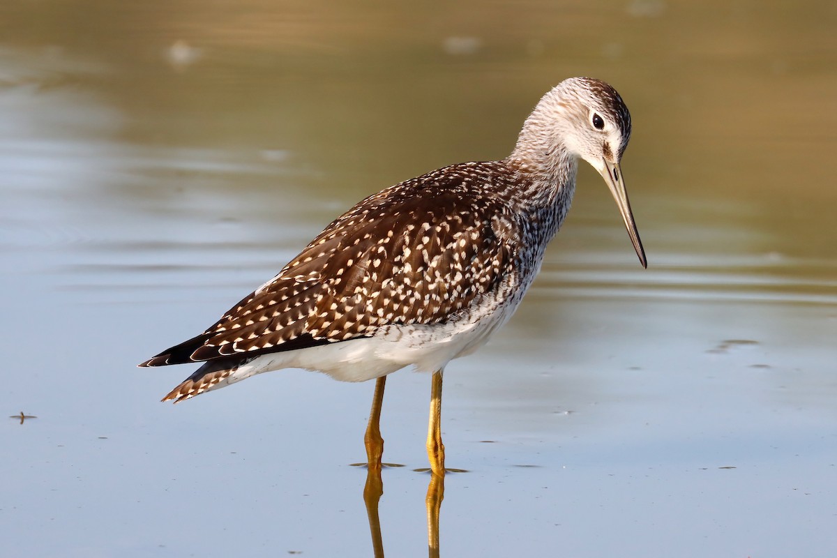 Greater Yellowlegs - ML622845364