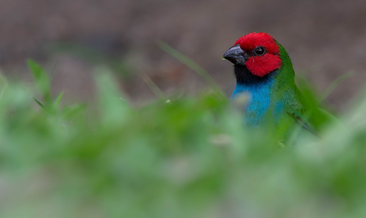 Fiji Parrotfinch - ML622845375