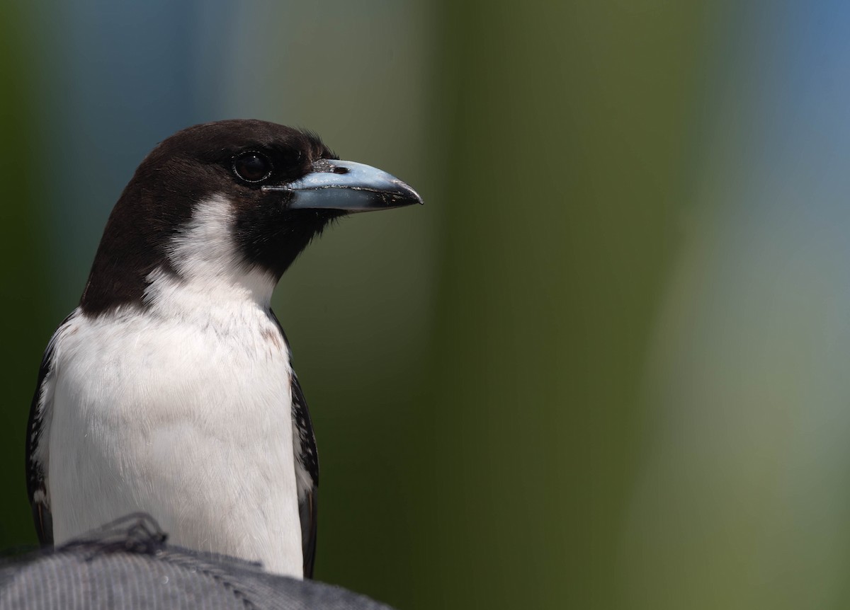 Fiji Woodswallow - ML622845392