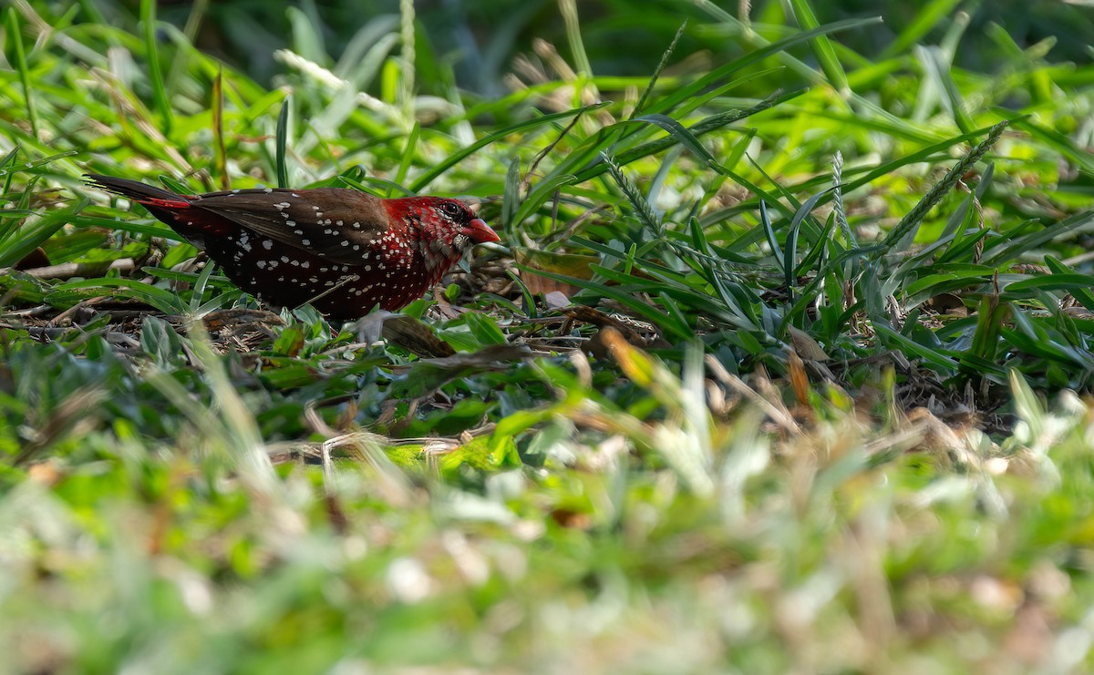 Bengalí Rojo - ML622845418