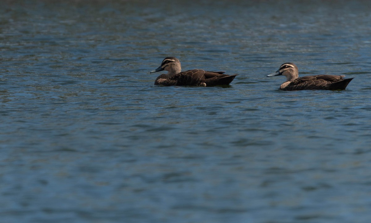 Pacific Black Duck - Henry Witsken