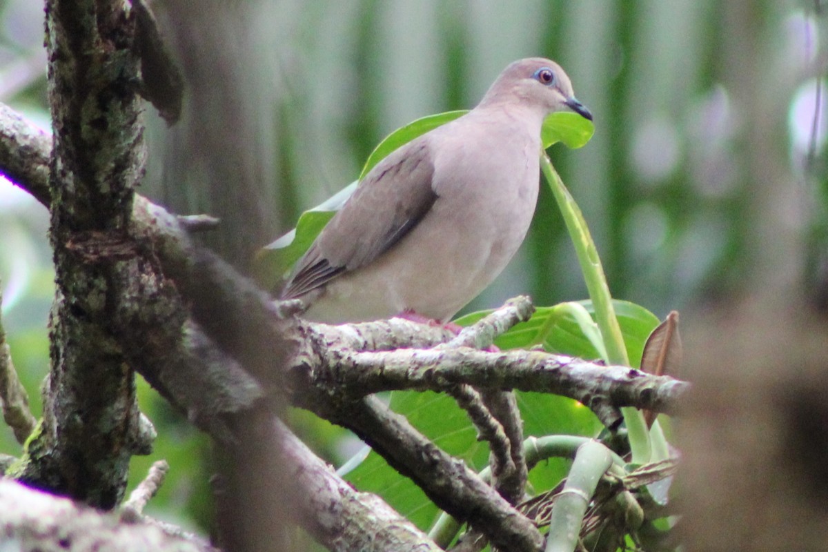 White-tipped Dove (White-tipped) - ML622845442