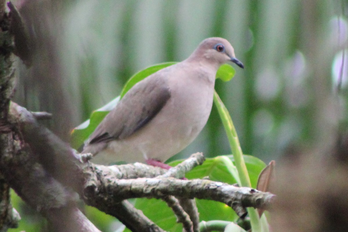 White-tipped Dove (White-tipped) - ML622845443