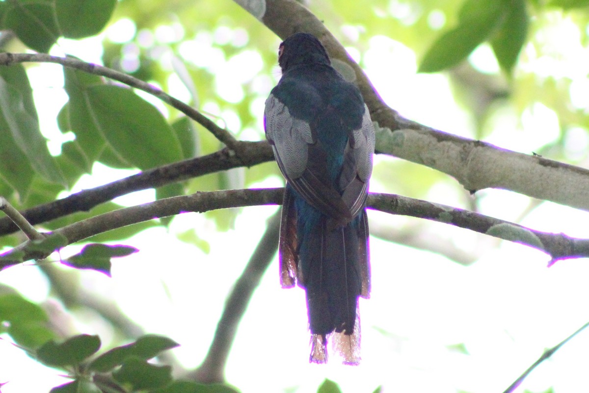 svarthaletrogon (macroura) - ML622845499