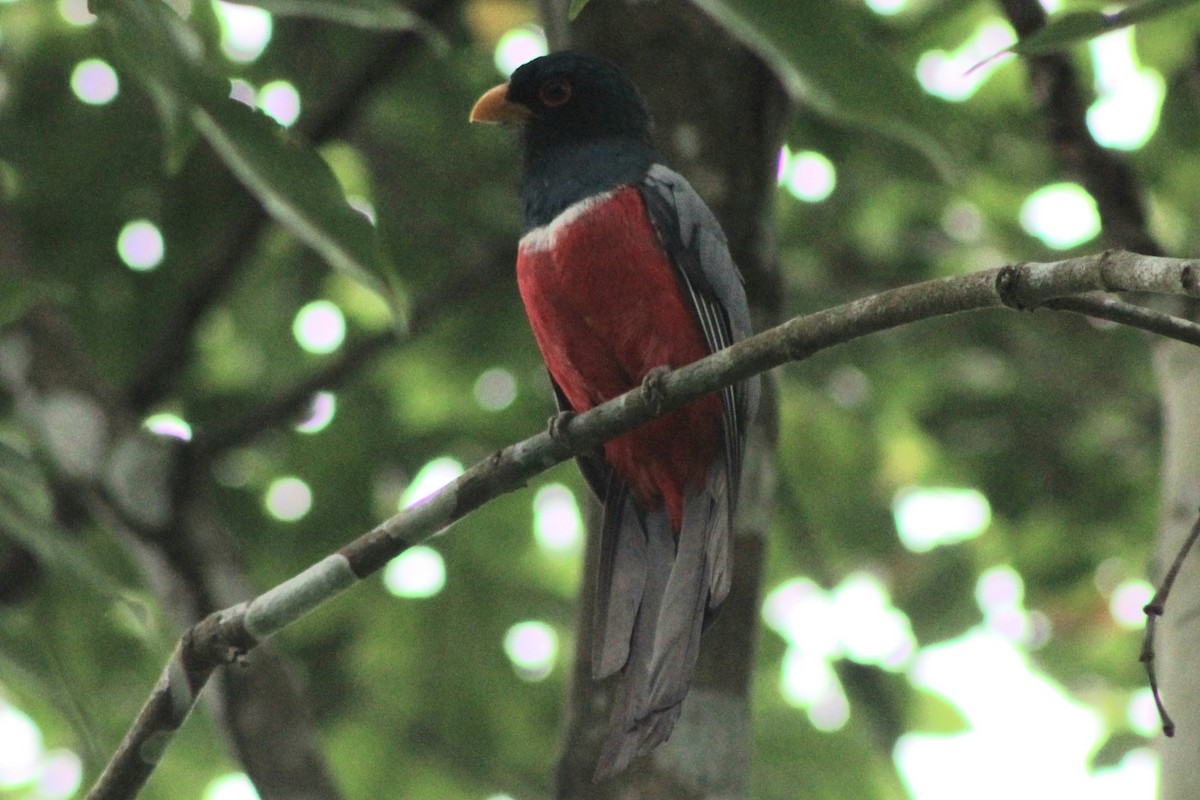 svarthaletrogon (macroura) - ML622845501