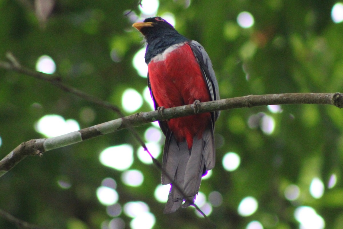 svarthaletrogon (macroura) - ML622845502