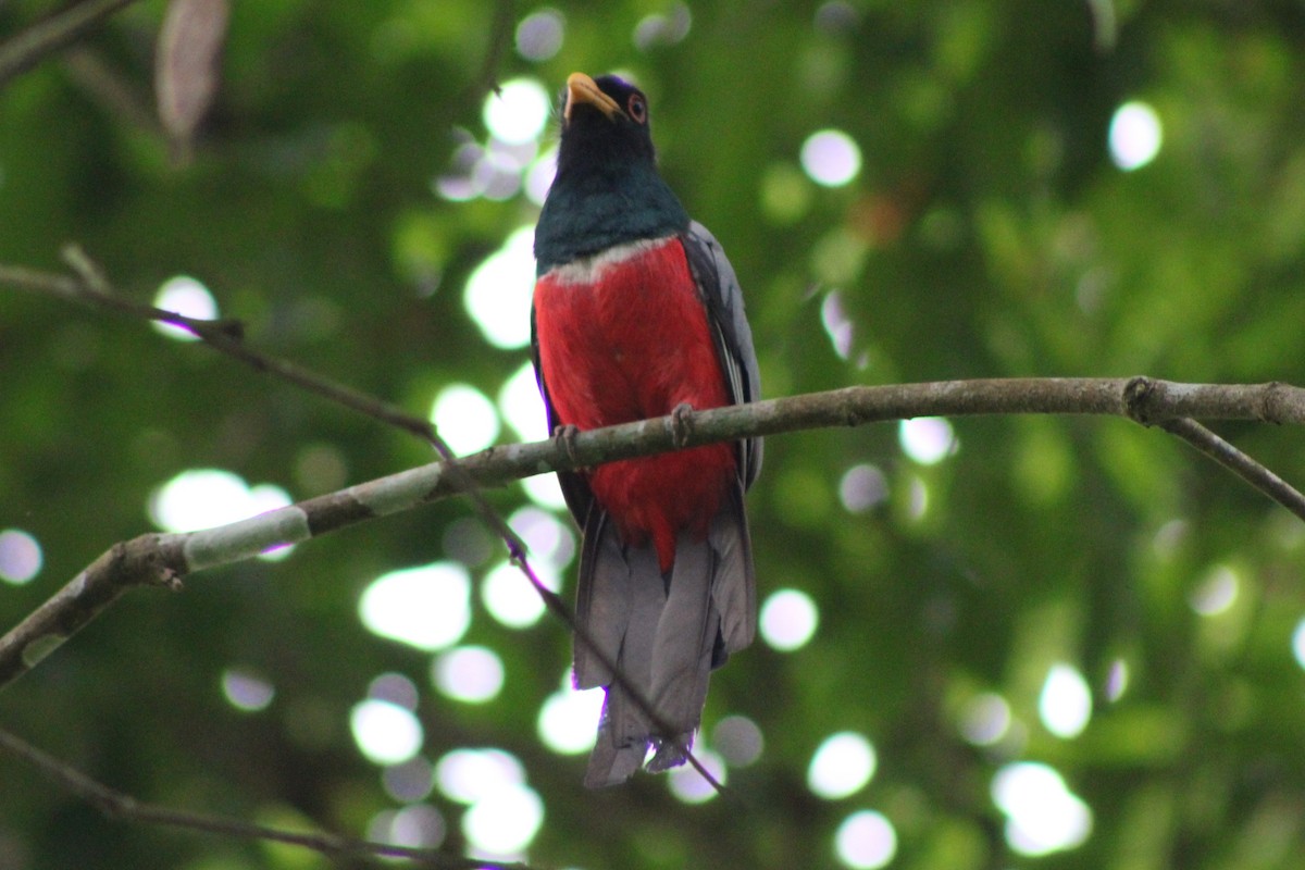 svarthaletrogon (macroura) - ML622845503