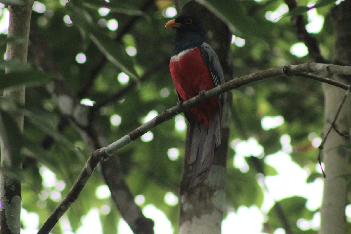 svarthaletrogon (macroura) - ML622845504