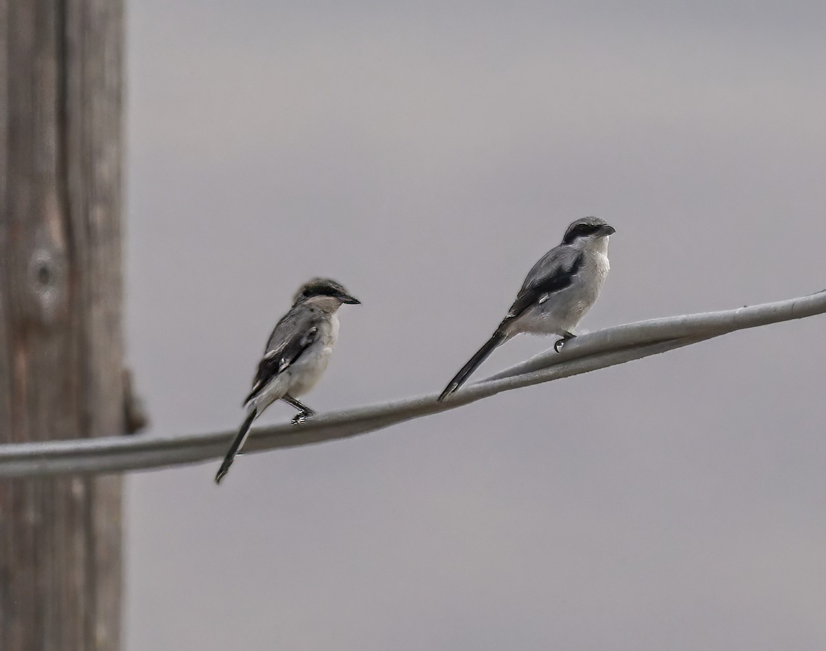 Loggerhead Shrike - Teresa Cheng