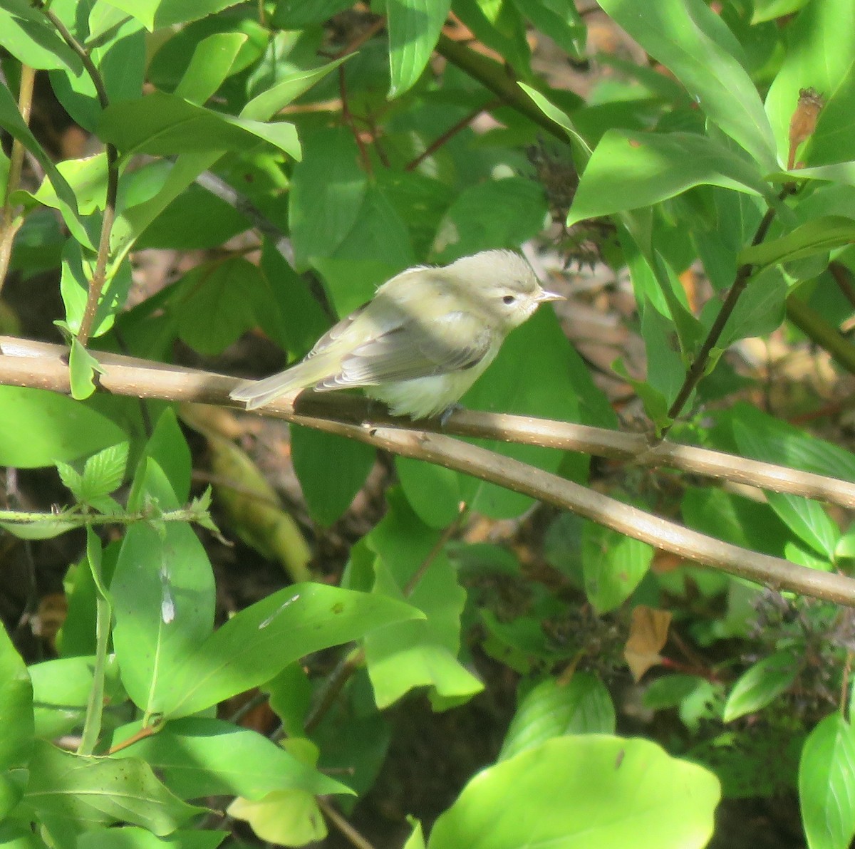 Warbling Vireo - David Mostardi