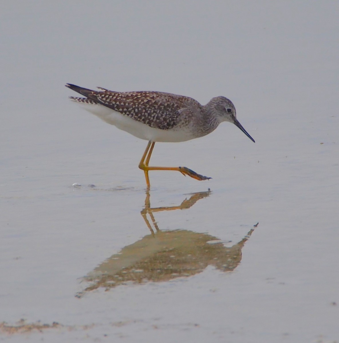 Lesser Yellowlegs - John Forcey