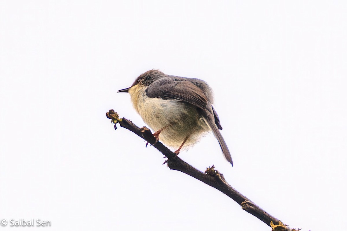 Gray Apalis - ML622845558