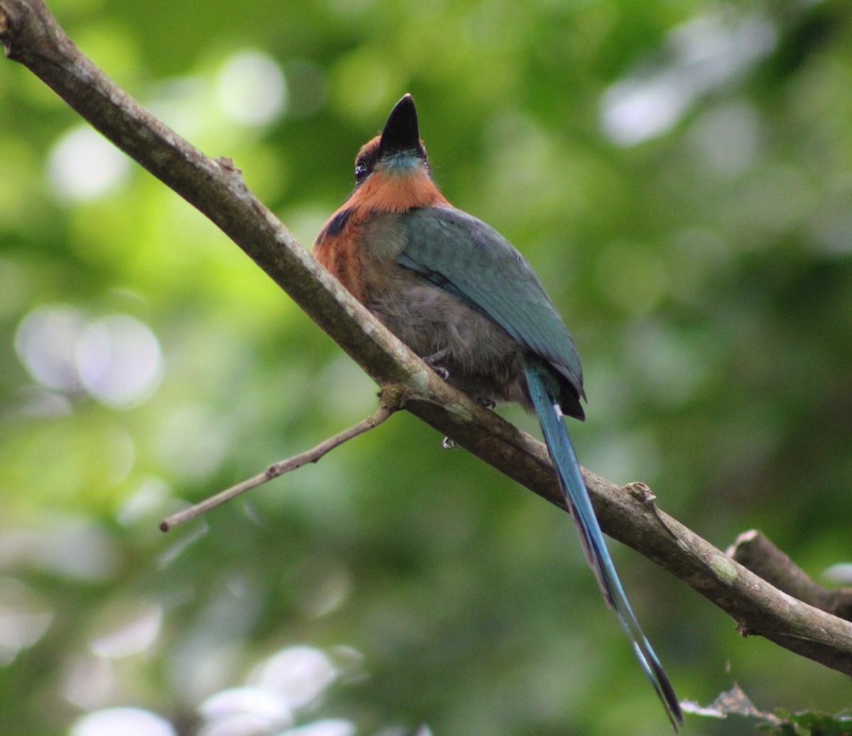 Broad-billed Motmot (Broad-billed) - ML622845560