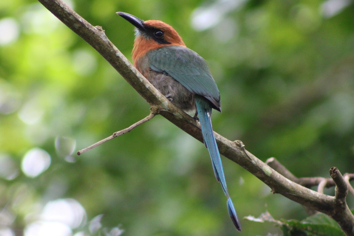 Broad-billed Motmot (Broad-billed) - ML622845561