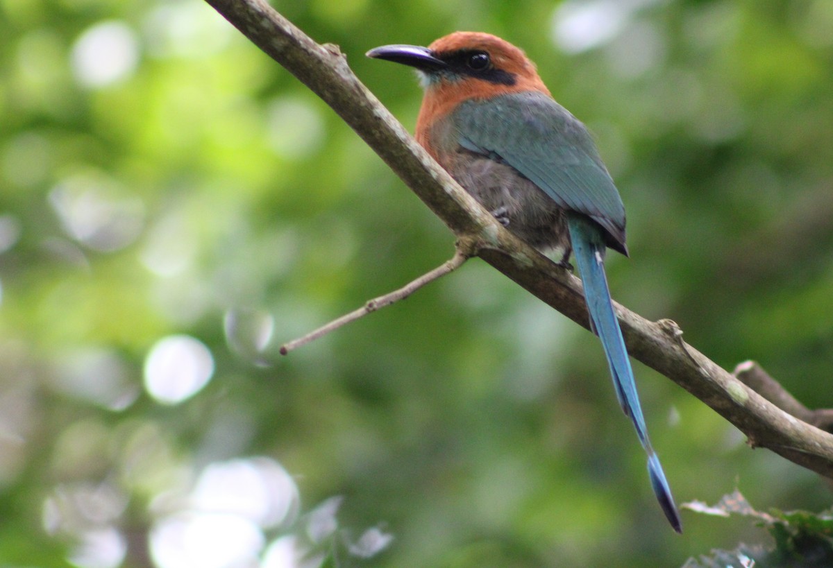 Broad-billed Motmot (Broad-billed) - ML622845562