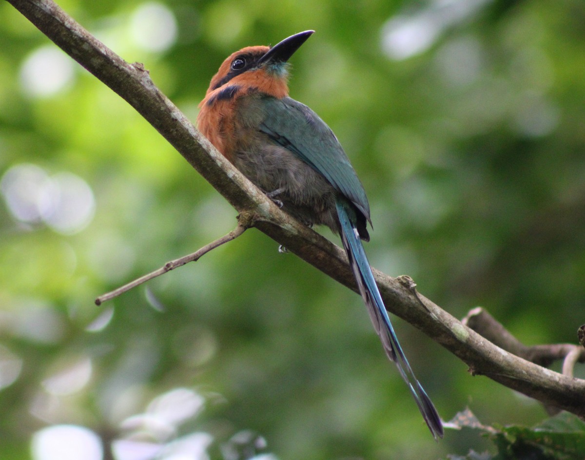 Broad-billed Motmot (Broad-billed) - ML622845563