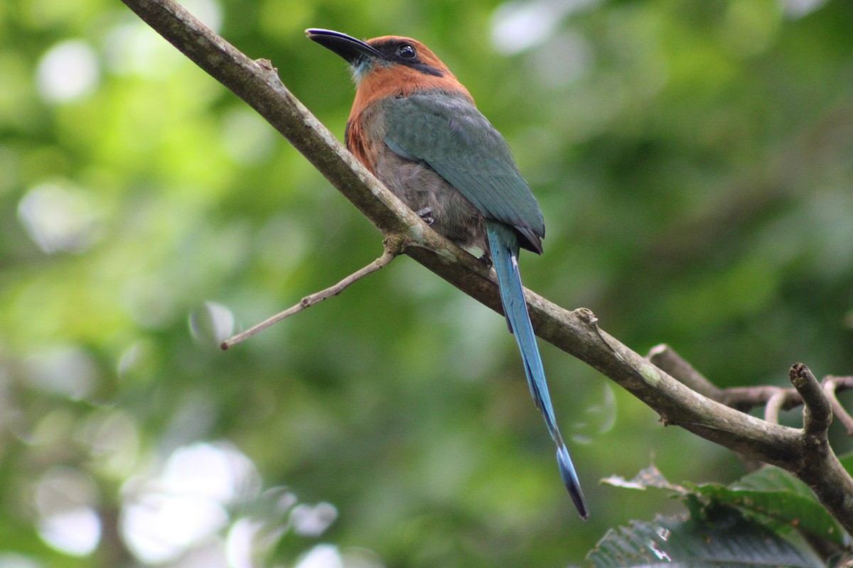 Broad-billed Motmot (Broad-billed) - ML622845564