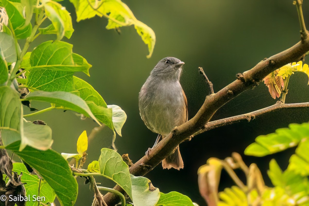 African Hill Babbler - ML622845568