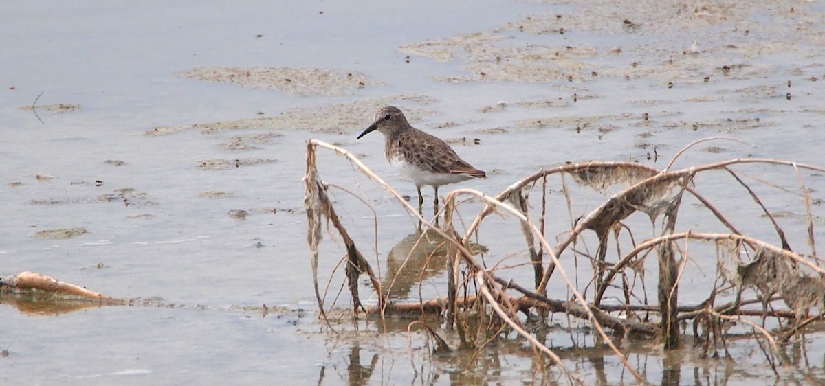 Least Sandpiper - John Forcey