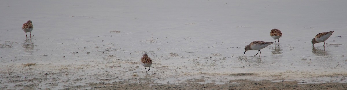 Least Sandpiper - John Forcey