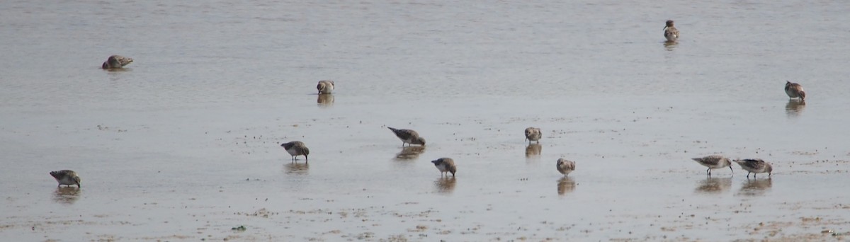 Semipalmated Sandpiper - John Forcey