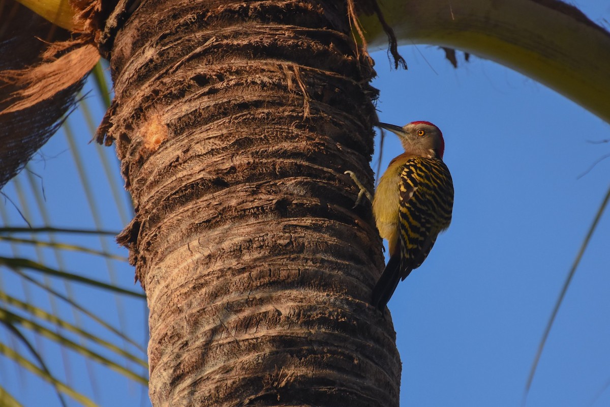 Hispaniolan Woodpecker - ML622845628