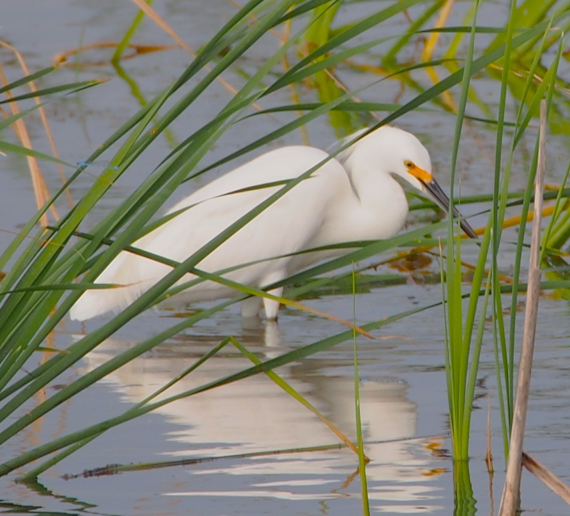 Snowy Egret - John Forcey