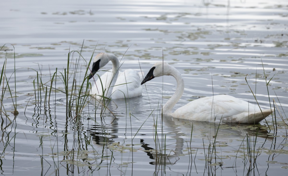 Trumpeter Swan - ML622845656