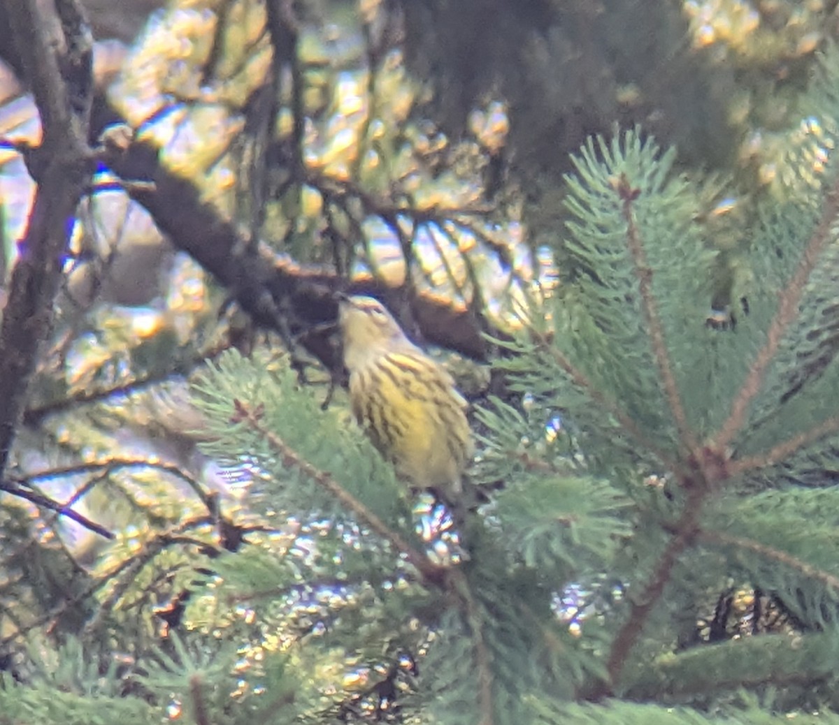 Тигровая древесница - ML622845663