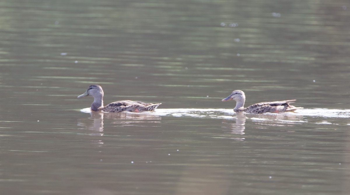 Mallard - ML622845699