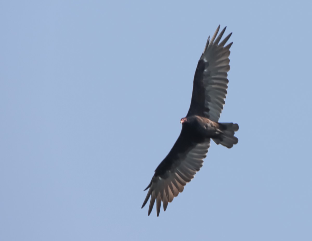 Turkey Vulture - T D Vuke