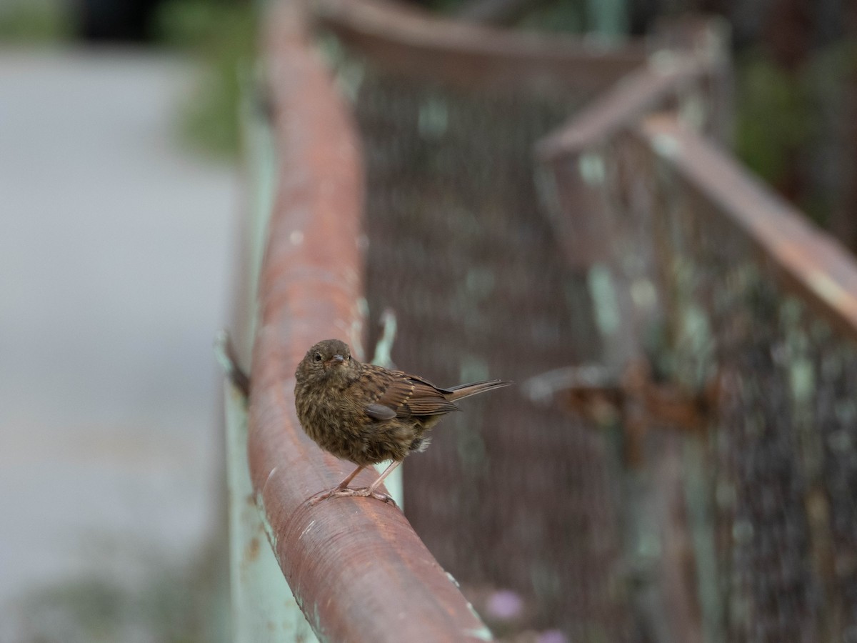 Dunnock - ML622845723