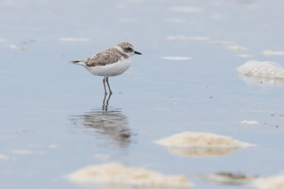 Snowy Plover - ML622845808