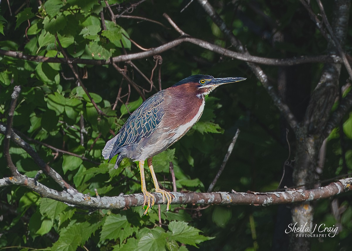 Green Heron - ML622845856