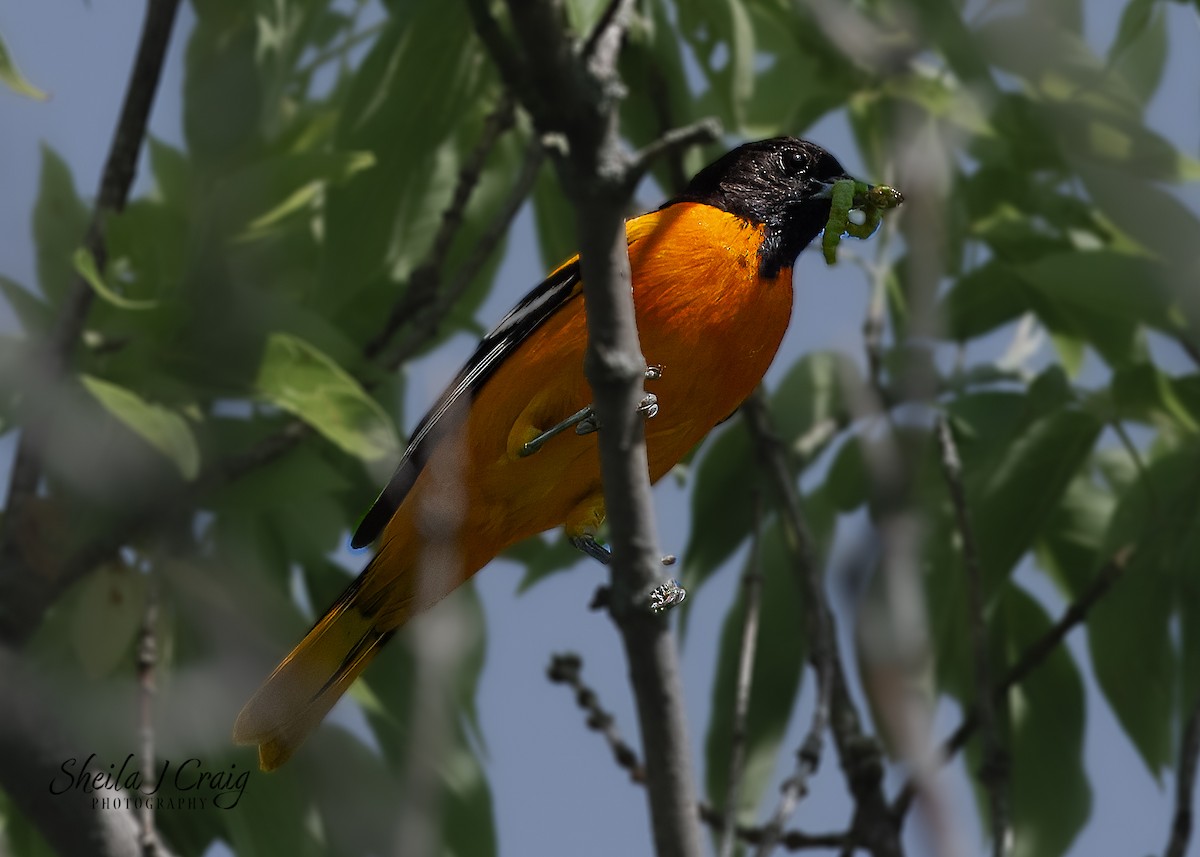 Baltimore Oriole - Sheila Craig